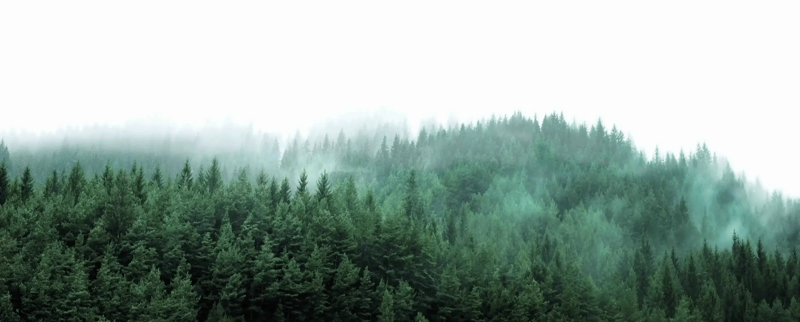 Dense evergreen forest covered in mist with a soft, foggy atmosphere over rolling green treetops.